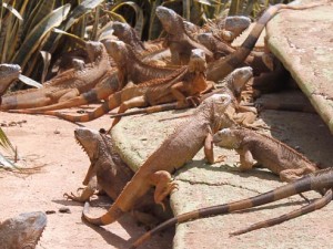 Parque “Valla Zoo”, nuevo atractivo en Valladolid
