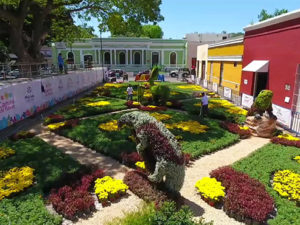 Inaugura la alcaldesa María Fritz 3a edición de Camino de Flores
