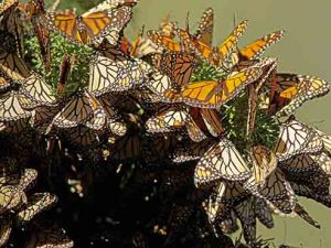 Llegan las Mariposas Monarca a los santuarios de México